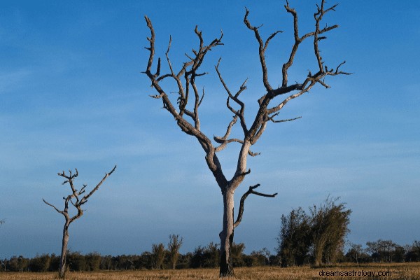 Sognare alberi – Interpretazioni e scenari comuni