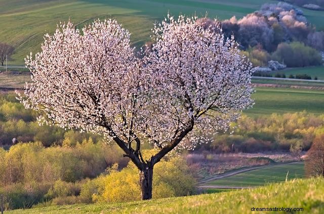 Sognare alberi – Interpretazioni e scenari comuni