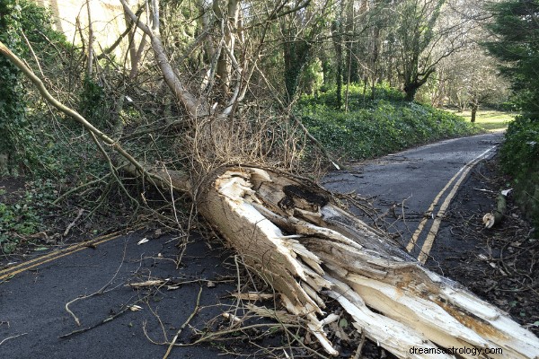 Dromen over bomen – interpretaties en veelvoorkomende scenario s