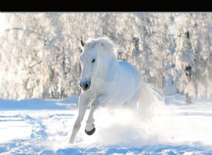 Snění o bílém koni – význam a symbolika 
