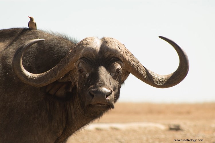 Sann betydning du trenger å vite om Buffalo Dreams