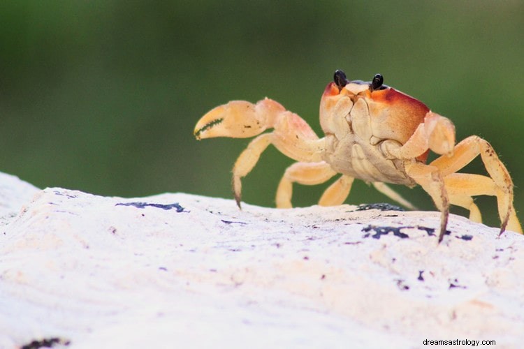 Tout ce que vous devez savoir sur les rêves de crabe