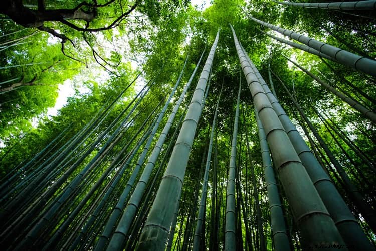 Wahre Bedeutung und richtige Interpretation von Träumen über Bambus