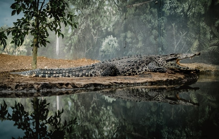 Verdadeiro significado dos sonhos assustadores sobre jacarés