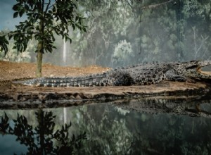 Skutečný význam děsivých snů o aligátorech