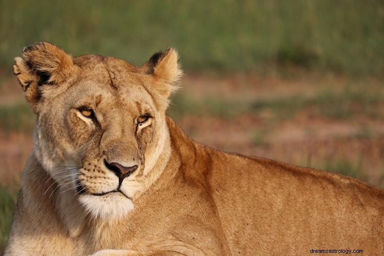 Verdadero significado e interpretación correcta de soñar con leones