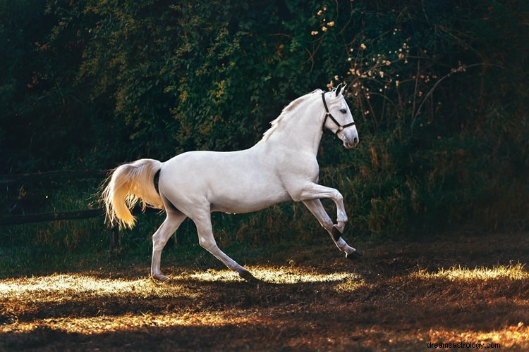 Le vrai sens et la bonne interprétation des rêves de chevaux