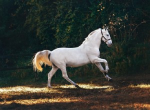 Verdadero significado e interpretación correcta de soñar con caballos