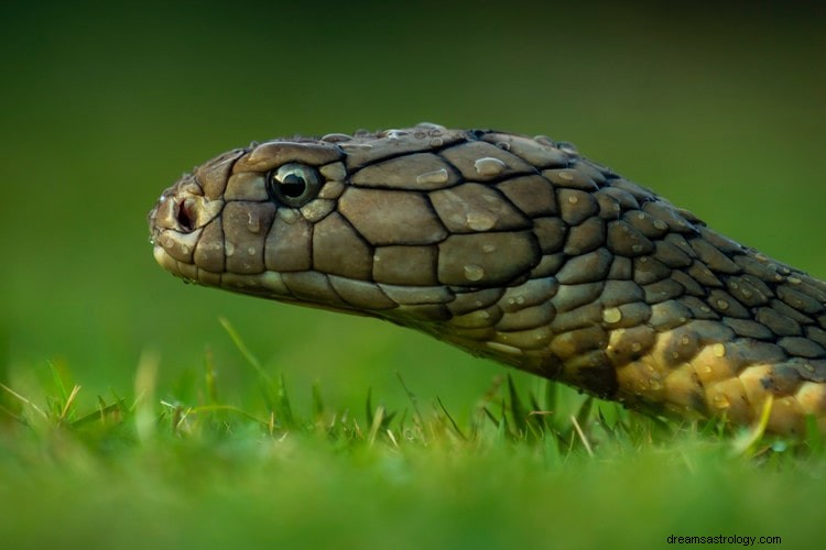 Verdadeiro significado e interpretação correta dos sonhos de cobras