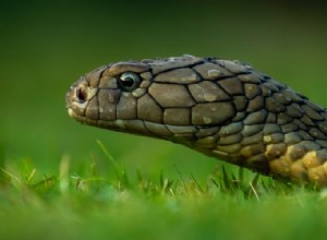 Verdadero significado y correcta interpretación de los sueños de serpientes