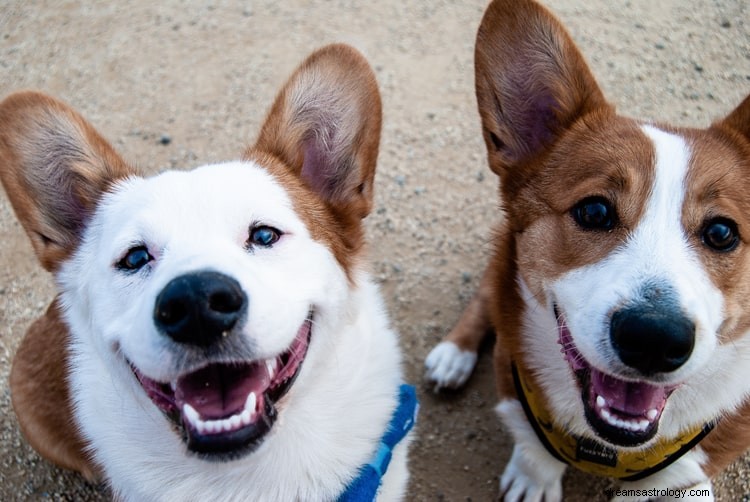 Ware betekenis en juiste interpretatie van dromen over honden