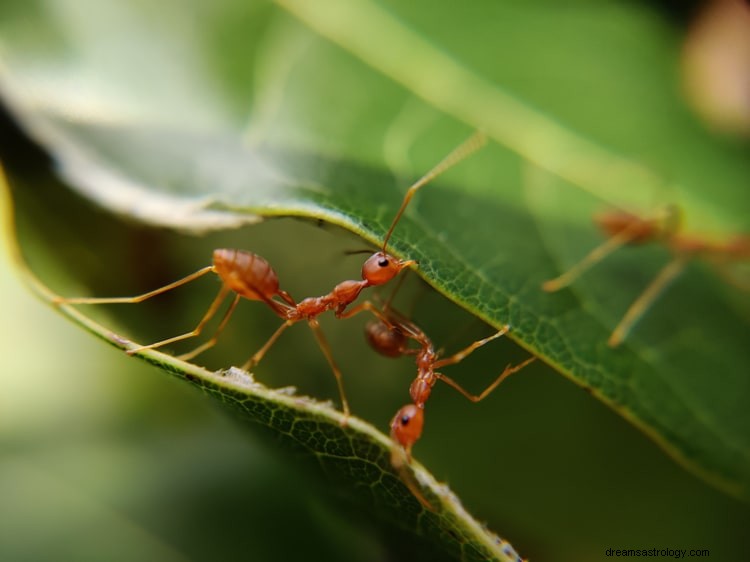 Sann mening och rätt tolkning av drömmar om myror