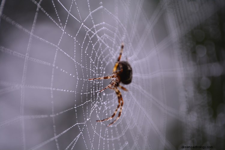 Verdadero significado e interpretación correcta de soñar con arañas