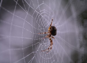 Skutečný význam a správný výklad snů o pavoukovi