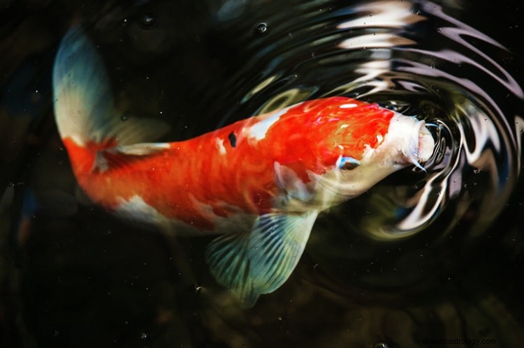 魚の夢の本当の意味と正しい解釈 