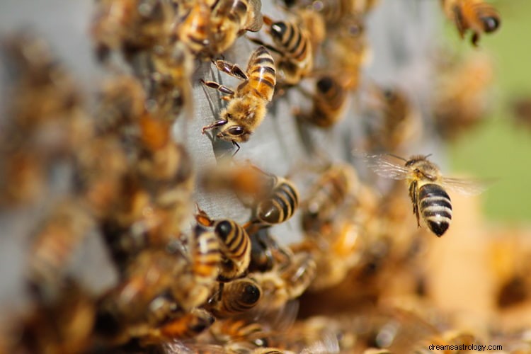 Sand betydning og rigtig fortolkning af drømme om bier