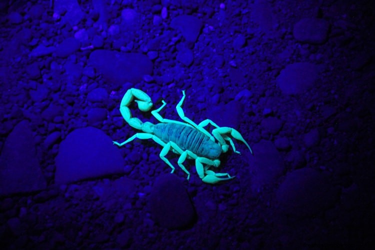 Sand betydning og rigtig fortolkning af skorpionsdrømme