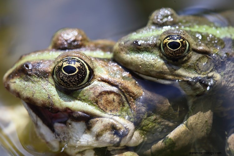 ¿Qué significa realmente soñar con ranas?