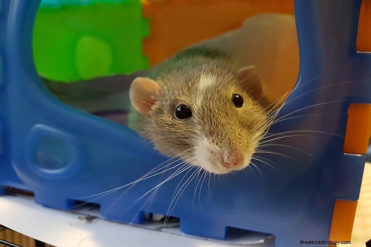 Wahre Bedeutung und richtige Interpretation von Träumen über Ratten
