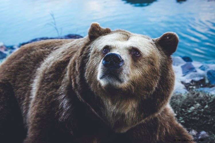 クマの夢の本当の意味と正しい解釈