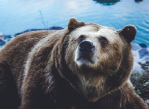 Skutečný význam a správný výklad snů o medvědech