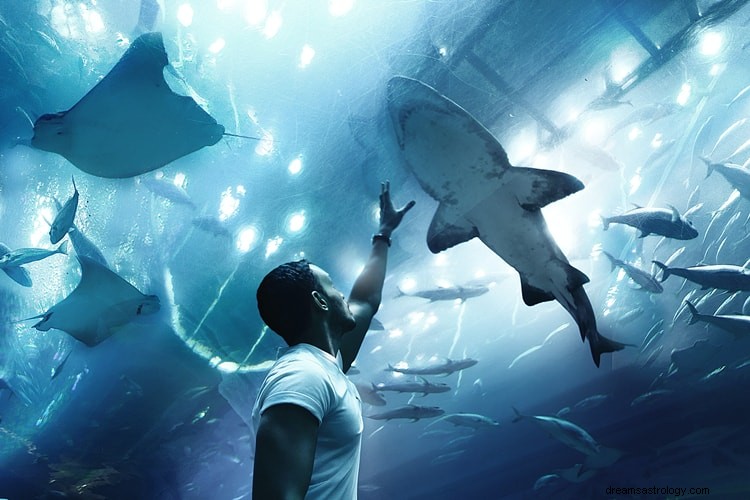 サメの夢の本当の意味と正しい解釈