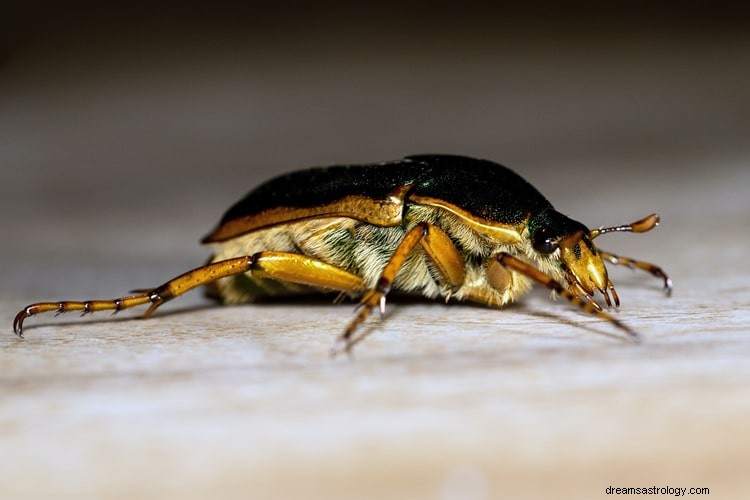 Vero significato e giusta interpretazione del sogno di uno scarafaggio