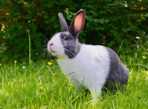 Verdadero significado e interpretación correcta de soñar con conejos