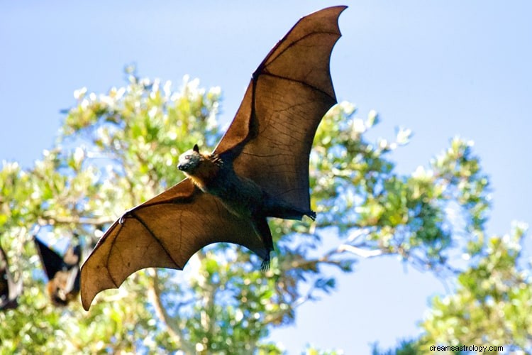 Vero significato e corretta interpretazione dei sogni sui pipistrelli