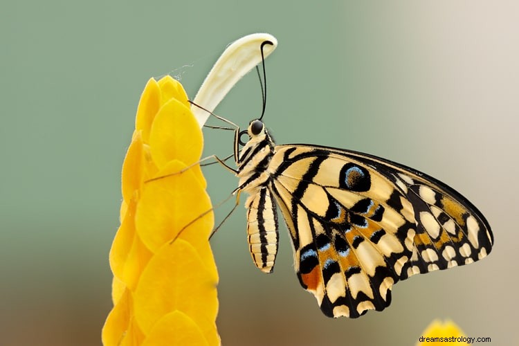 Sann mening og riktig tolkning av drømmer om sommerfugl