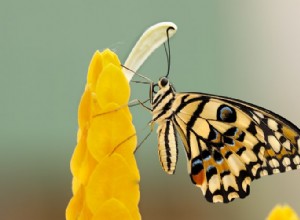 Verdadero significado e interpretación correcta de los sueños de mariposas