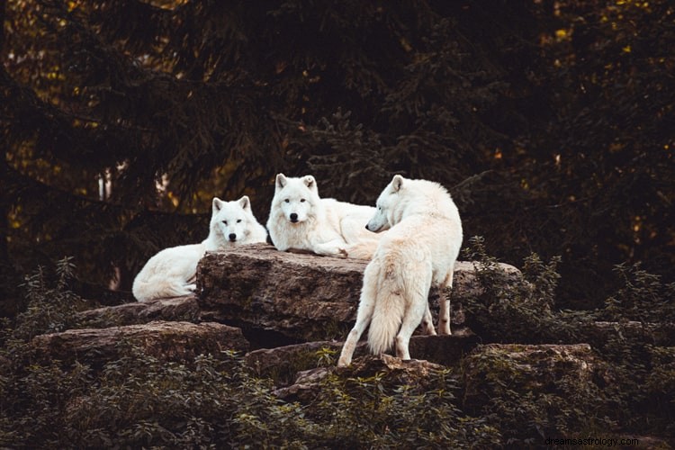 Verdadero significado e interpretación correcta de soñar con lobos