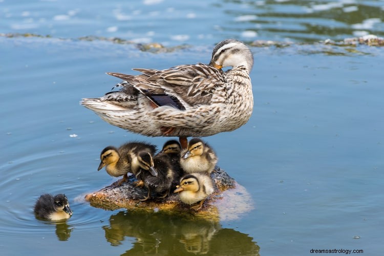 Verdadeiro significado e interpretação correta do sonho com patos