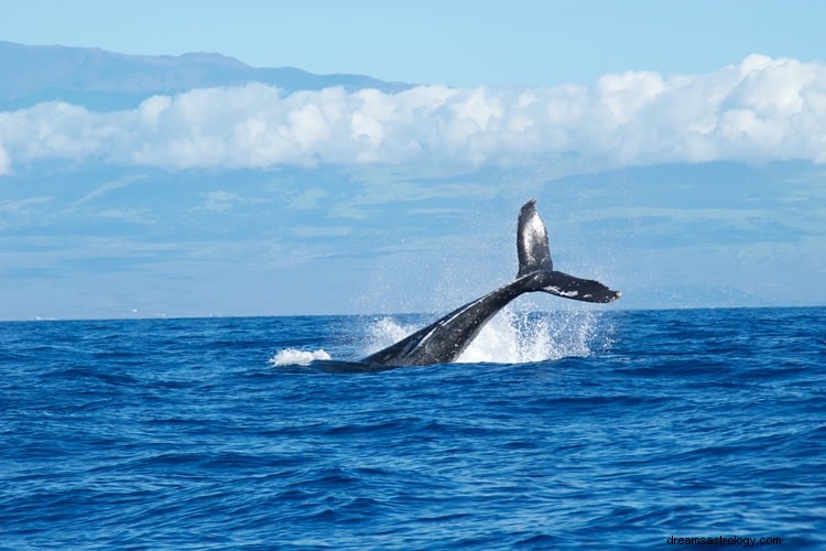 Sand betydning og rigtig fortolkning af drømme om hvaler