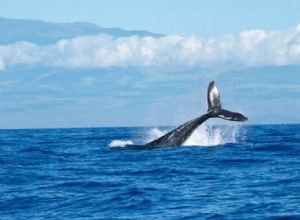 Verdadero significado e interpretación correcta de los sueños sobre las ballenas