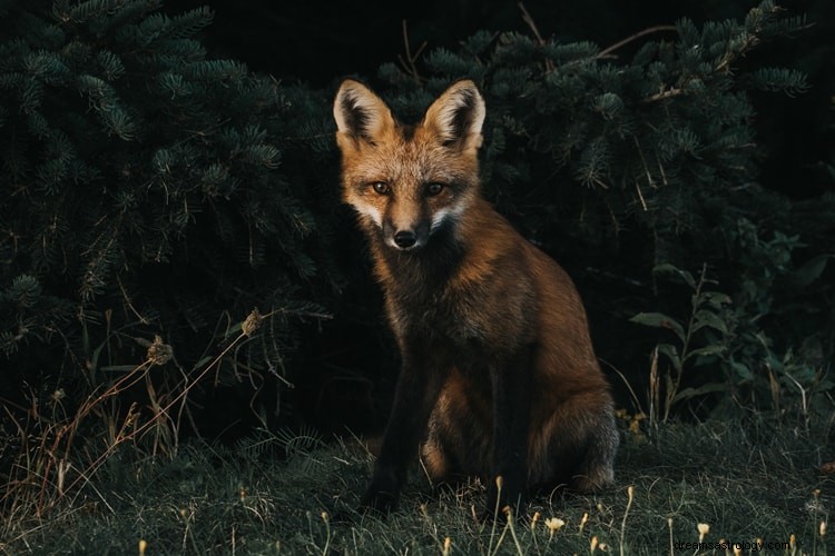 Que signifie vraiment rêver de renards