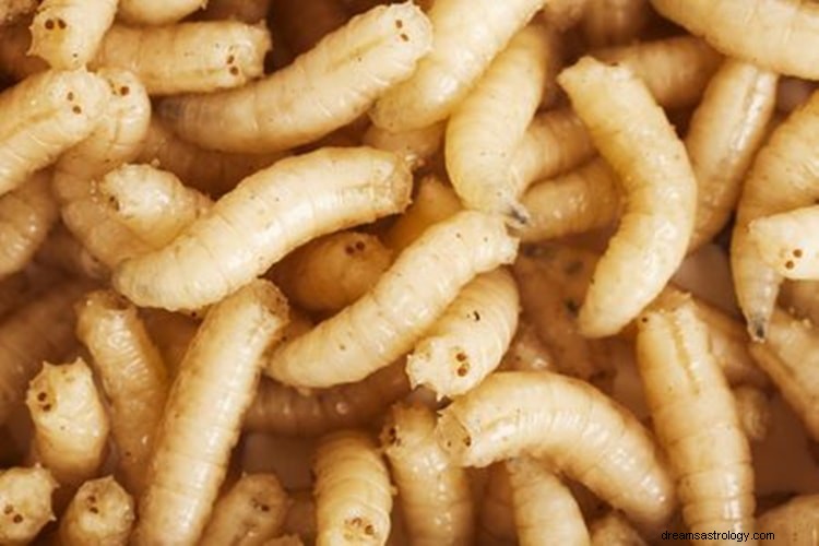 Sann mening og riktig tolkning av drømmer om maggots