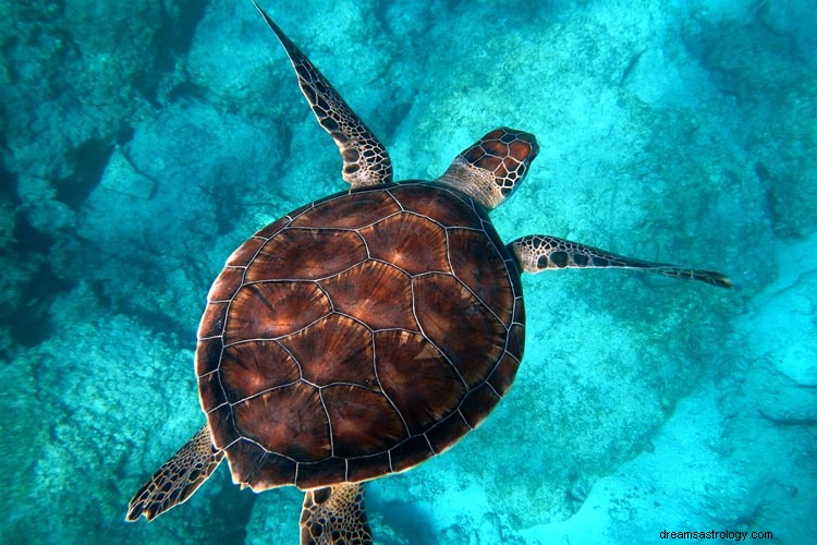 Véritable sens et bonne interprétation des rêves de tortues 