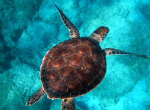 Verdadero significado e interpretación correcta de los sueños sobre tortugas