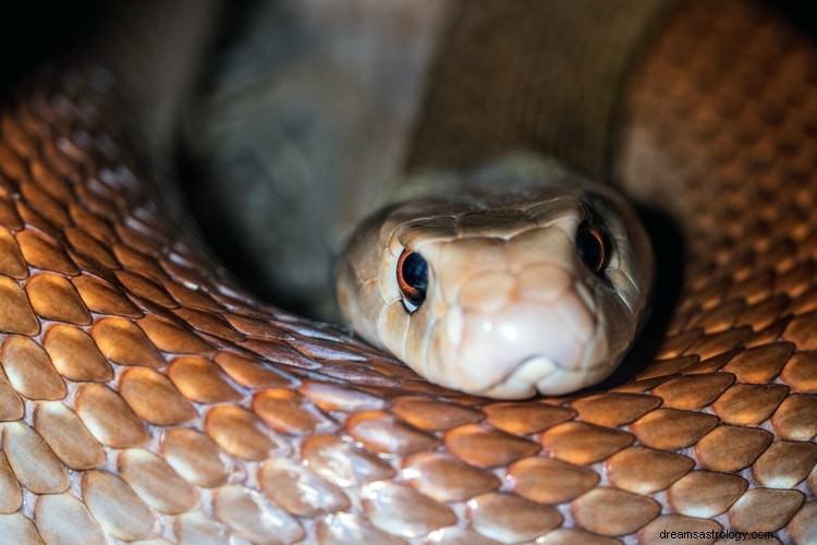 Verdadero significado e interpretación correcta de los sueños sobre cobras