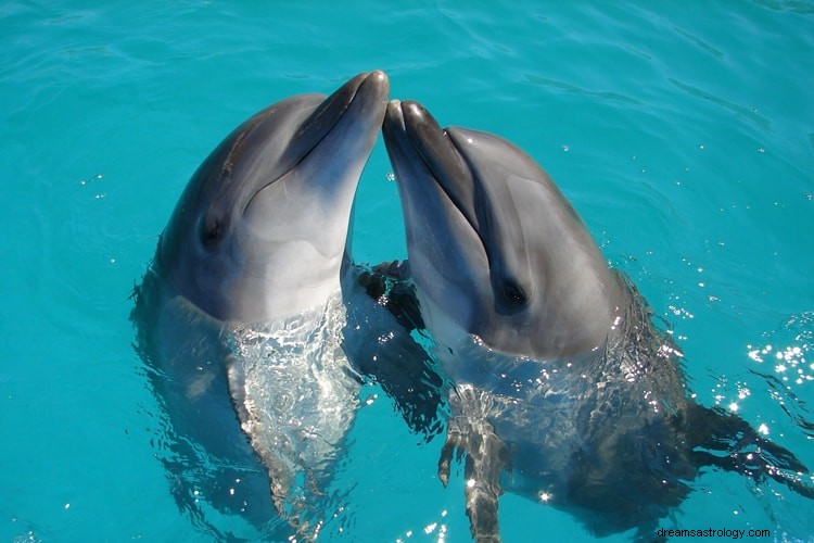 Skrytý význam snů o delfínech