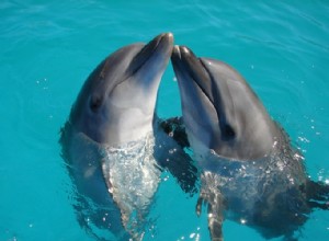 El significado oculto de los sueños con delfines