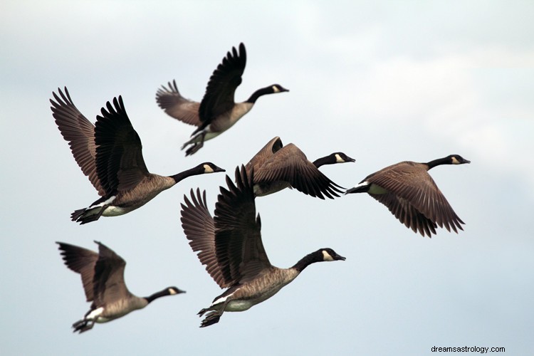 Significato reale e corretta interpretazione di Sogni sugli uccelli