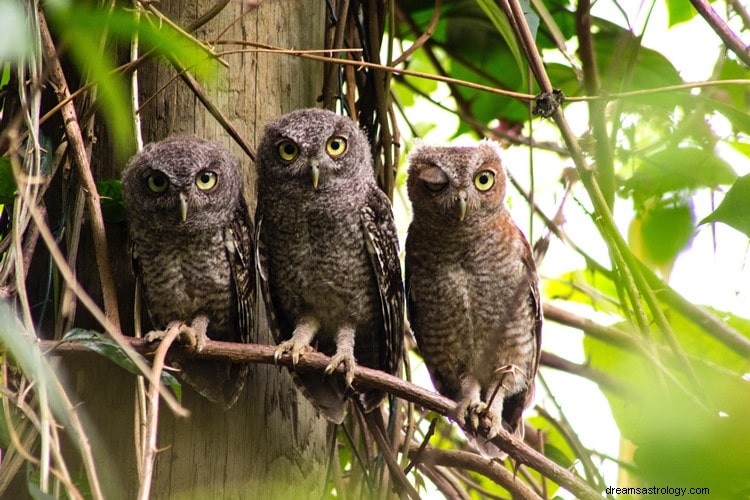 Apa Artinya Memimpikan Burung Hantu?