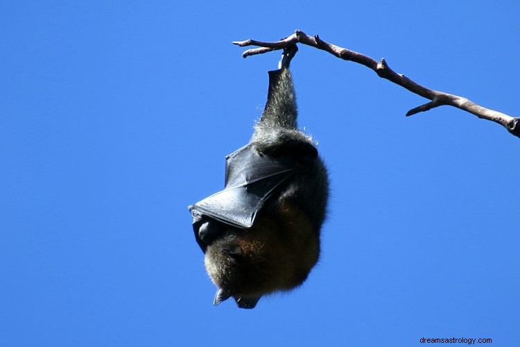 Real significado e interpretação correta de Dreams Of Bats