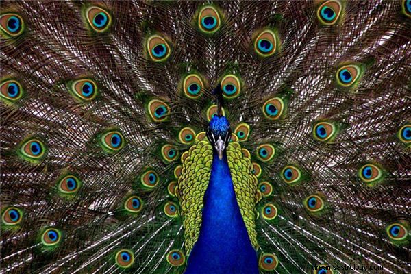 Significado real e interpretación correcta de Sueños de pavo real