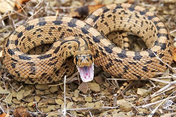 Le sens caché de la grossesse Une femme rêve de serpents