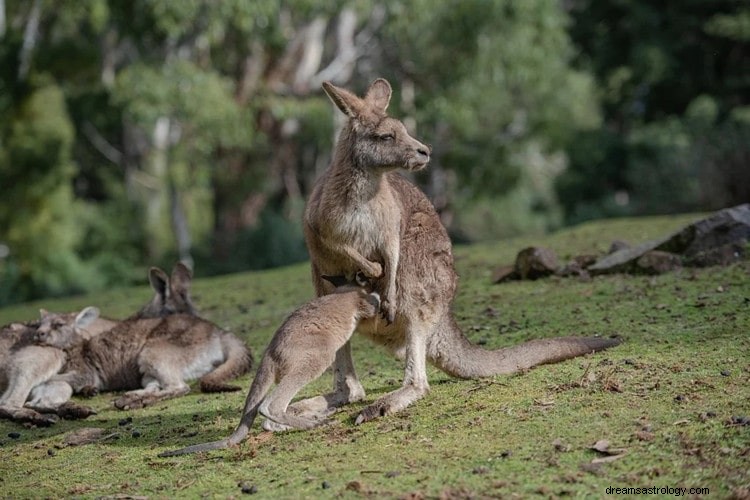 Bonne interprétation et vrai sens des rêves de kangourous
