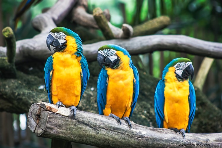 Ware betekenis en juiste interpretatie van dromen over papegaaien