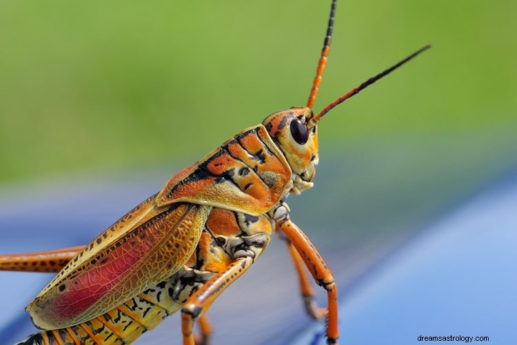 Rätt mening och tolkning av Dream of Grasshoppers